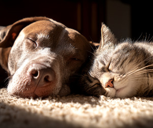 Pet Product Range: Cat & Dog Magnesium Spray 100ml
