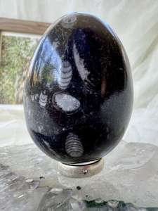 Fossils: Orthoceras egg - The Hidden Gem