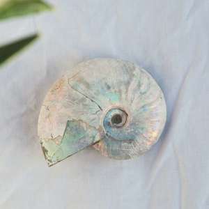 Fossils: Opalised ammonite - The Hidden Gem