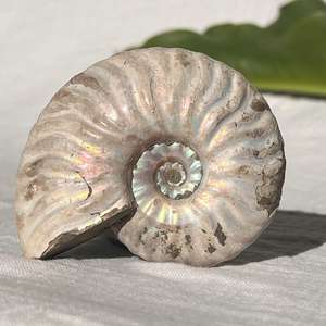 Opalised Ammonite - The Hidden Gem