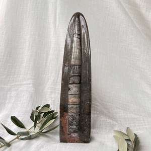 Orthoceras - The Hidden Gem