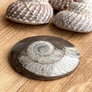 Ammonite - The Hidden Gem