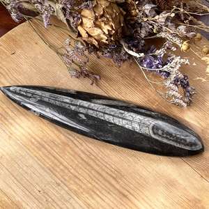 Orthoceras - The Hidden Gem