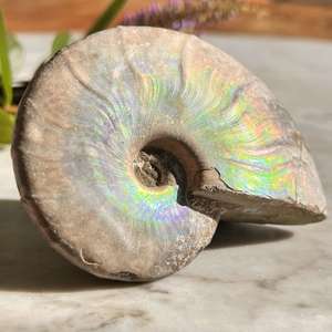 Opalised Ammonite - The Hidden Gem