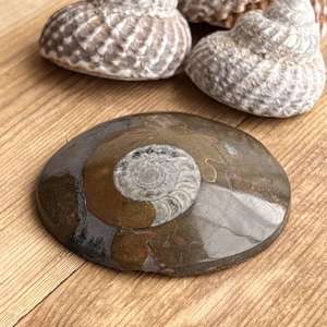 Ammonite - The Hidden Gem