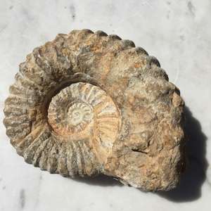 Ammonite - The Hidden Gem