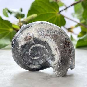 Ammonite - The Hidden Gem