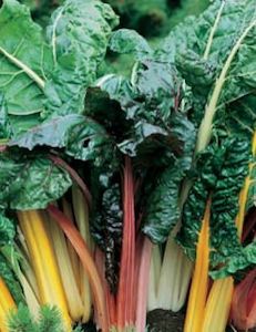 Propagation: Silverbeet Bright Lights