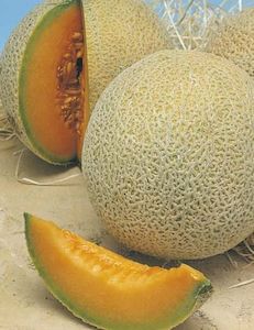 Propagation: Rock Melon Hales Best