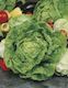 Lettuce All Year Round