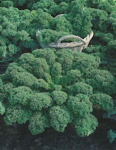Kale Dwarf Green Curled