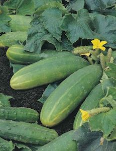 Cucumber Spacemaster CONTAINER GARDEN