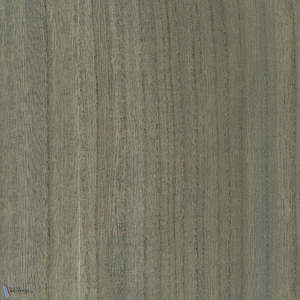 Paulownia - Wood Veneer Wallpaper - Forget Me Not