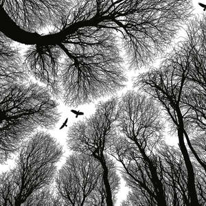 Winter Forest Mural - 260 cm High x 384cm Wide