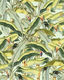 Banana Grove - Custom Sized Wallpaper Mural (per m2)