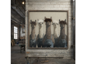 Llama's In Dungarees