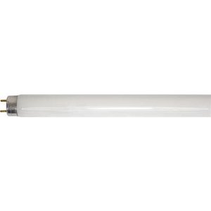 Fluorescent Tube T5 4 watt  Cool White