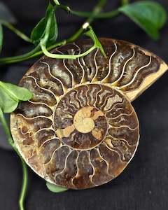 Ammonite #2 part B