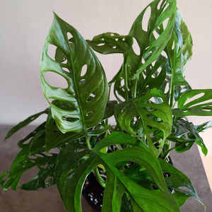 Products: Monstera adansonii Monkey Mask XL 20cm - The Little Things