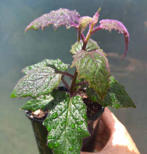 Gynura aurantiaca 'Purple Passion' S 10cm - The Little Things