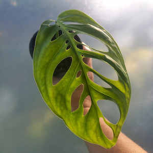 Products: Monstera Esqueleto S 10cm - The Little Things