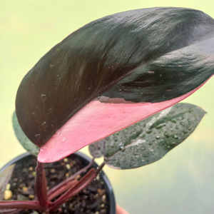 Philodendron Pink Princess M 15cm - The Little Things