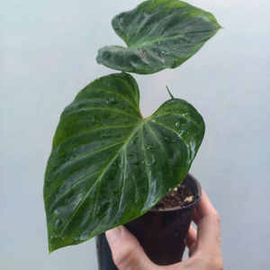 Products: Stunning Philodendron verrucosum S 10cm - The Little Things