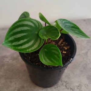Products: Peperomia Argyreia 'Watermelon' S 10cm - The Little Things