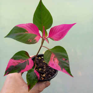 Products: Alternanthera ficoidea 'Partytime' plant S 7cm - The Little Things