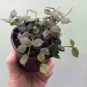 Hoya curtisii S 7cm - The Little Things