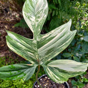 Products: Philodendron Florida 'Beauty' M 14cm - The Little Things