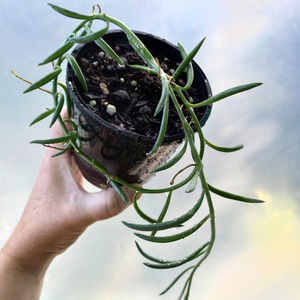 String of Fish Hooks S 10cm - The Little Things