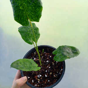 Products: Calathea Network M 15cm - The Little Things