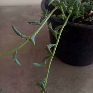 Products: String of Dolphins S 15cm - The Little Things