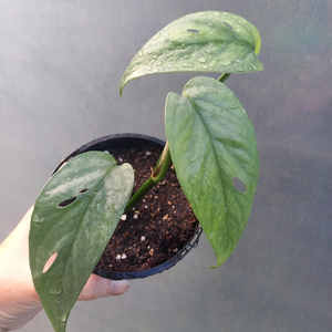 Cebu Blue Pothos - Epipremnum pinnatum S 10cm - The Little Things
