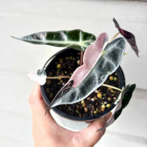 Products: Alocasia Variegated Pink 'Polly' M 10cm - The Little Things