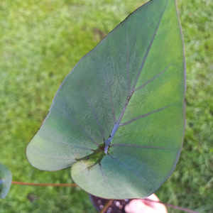 Products: Colocasia 'Coffee Cups' S 10cm - The Little Things