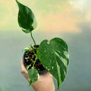 Products: Monstera Thai Constellation M 10cm Nursery Pot - The Little Things