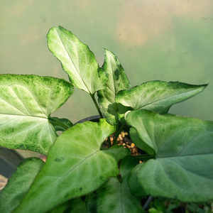 Products: Syngonium Panda (uncommon) M 10cm Nursery Pot - The Little Things