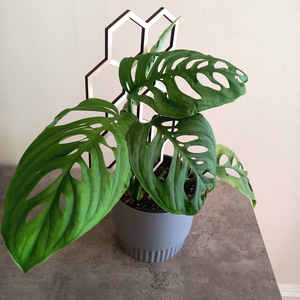 Products: Monstera Epipremnoides (rare) L 15cm - The Little Things