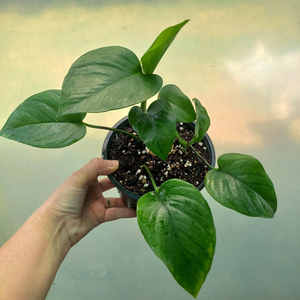 Products: Jade Pothos M 15cm Pot - The Little Things
