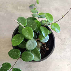 Products: Hoya Mathilde S 12cm - The Little Things