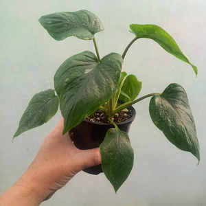 Products: Homalomena rubescens 'Constellation' (rare) S 10cm - The Little Things