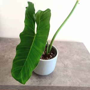 Products: Philodendron paraiso verde (Reverted) M 12cm - The Little Things