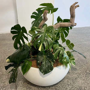 Frontpage: Monstera Medley