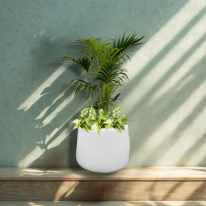 Kentia Cascade