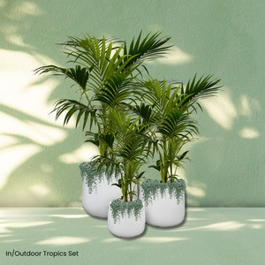 Hire Plants: The Showstopper Plant Hire Collection