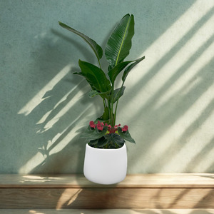 Large Living Installations: Bird of Paradise Bloom