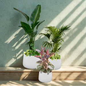 Touch of the Tropics Trio