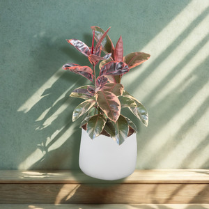 Large Living Installations: Ruby Ficus in White Planter